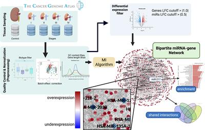 Oncogenic Role of miR-217 During Clear Cell Renal Carcinoma Progression